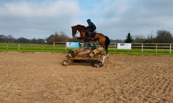 "Joe" Bay Gelding Eventer