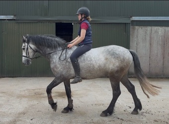 "Louis" Grey Gelding All Rounder