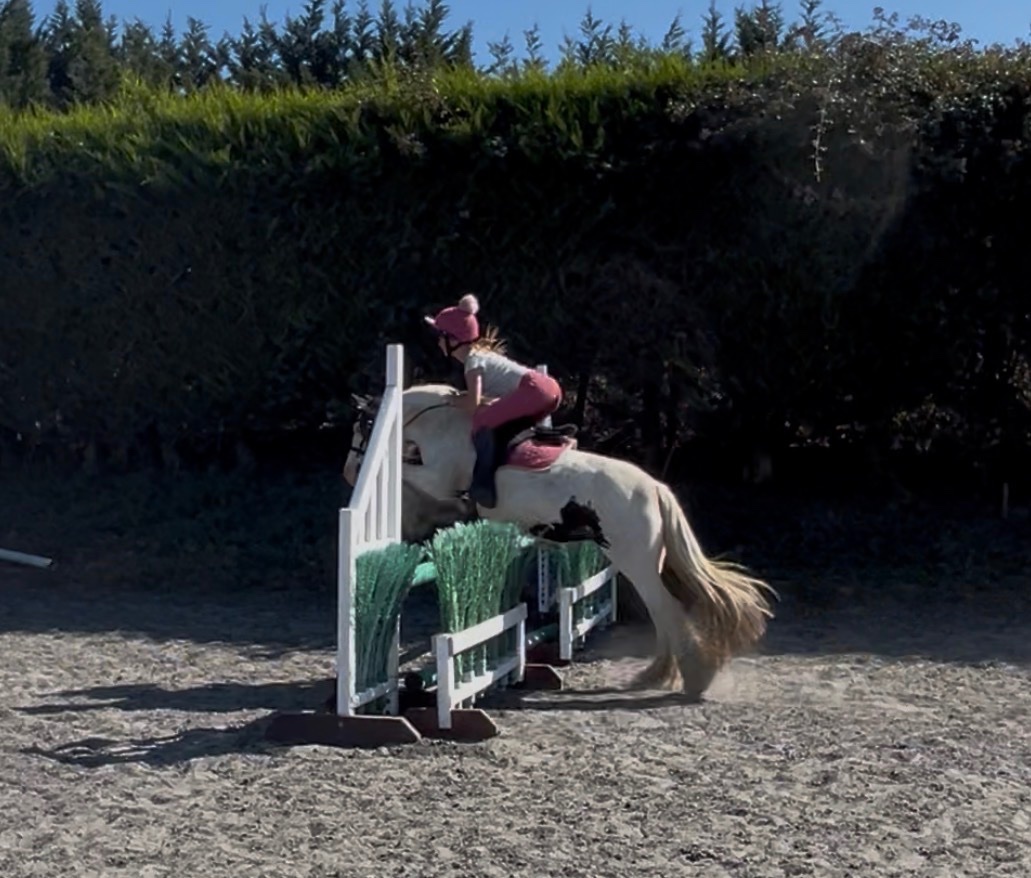 "Lulu" Piebald Mare All Rounder - 