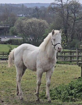"JJ Zippos Star Dust "  Filly Youngstock / Foal