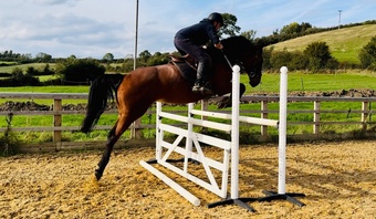 "Athena" Bay Mare Eventer