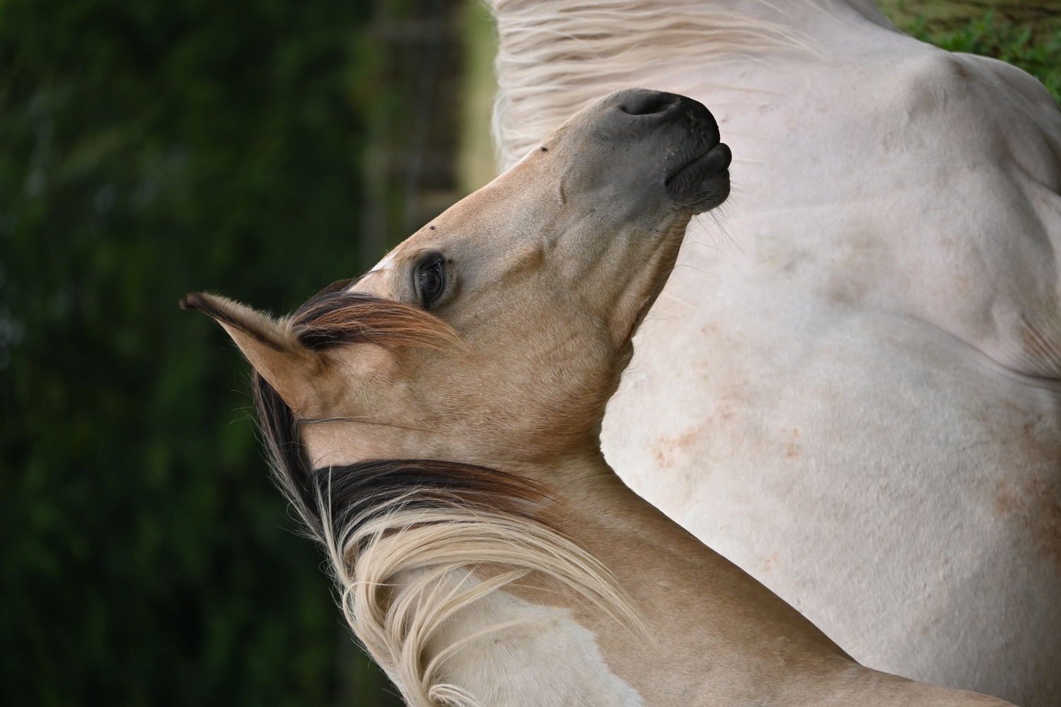 Youngstock and Foals  - "Longines" Buckskin Gelding Youngstock / Foal
