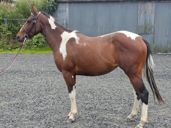 "Bella" Tri-Coloured Mare Coloured