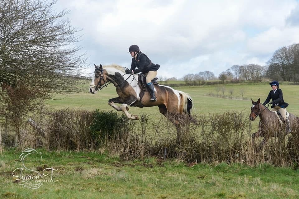 "Muirdrum Cruz " Buckskin Stallion Stallion - Stallions 