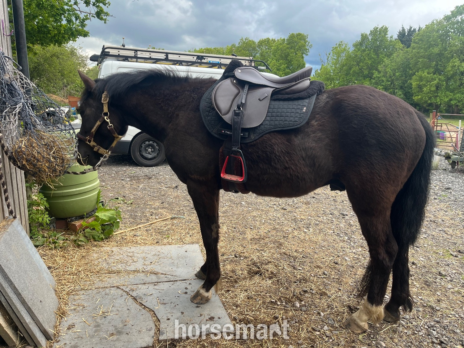  {TYPE}