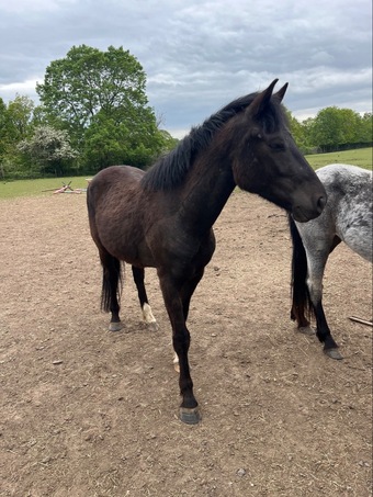 "Clyde" Black Gelding Mountain & Moorland Pony