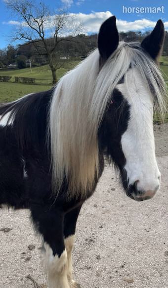 "Dixie Lee " Piebald Gelding Youngstock / Foal