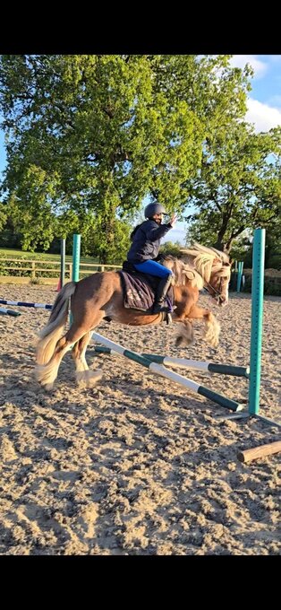 "Buddy ( Smiths Freddie)" Chestnut Roan Gelding Project Horse