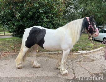 "" Piebald Mare Coloured