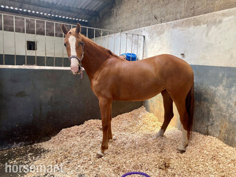 "" Chestnut Mare Broodmare