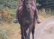 "Eli" Dark Bay Gelding All Rounder