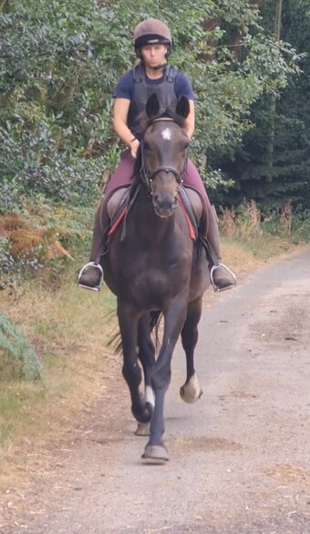 "Eli" Dark Bay Gelding All Rounder