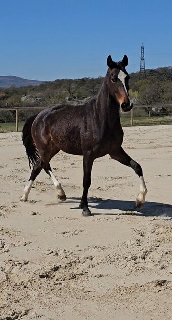 "" Bay Mare Dressage Horse
