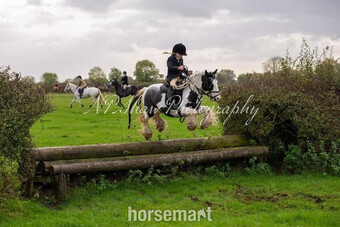 "Oreo" Blue & White Gelding Cob/Heavy Horse