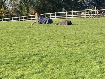 East Sussex Livery Yards, DIY, Grazing, Stables