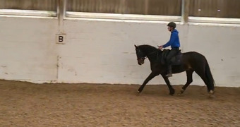"Penpont Gary" Bay Gelding All Rounder