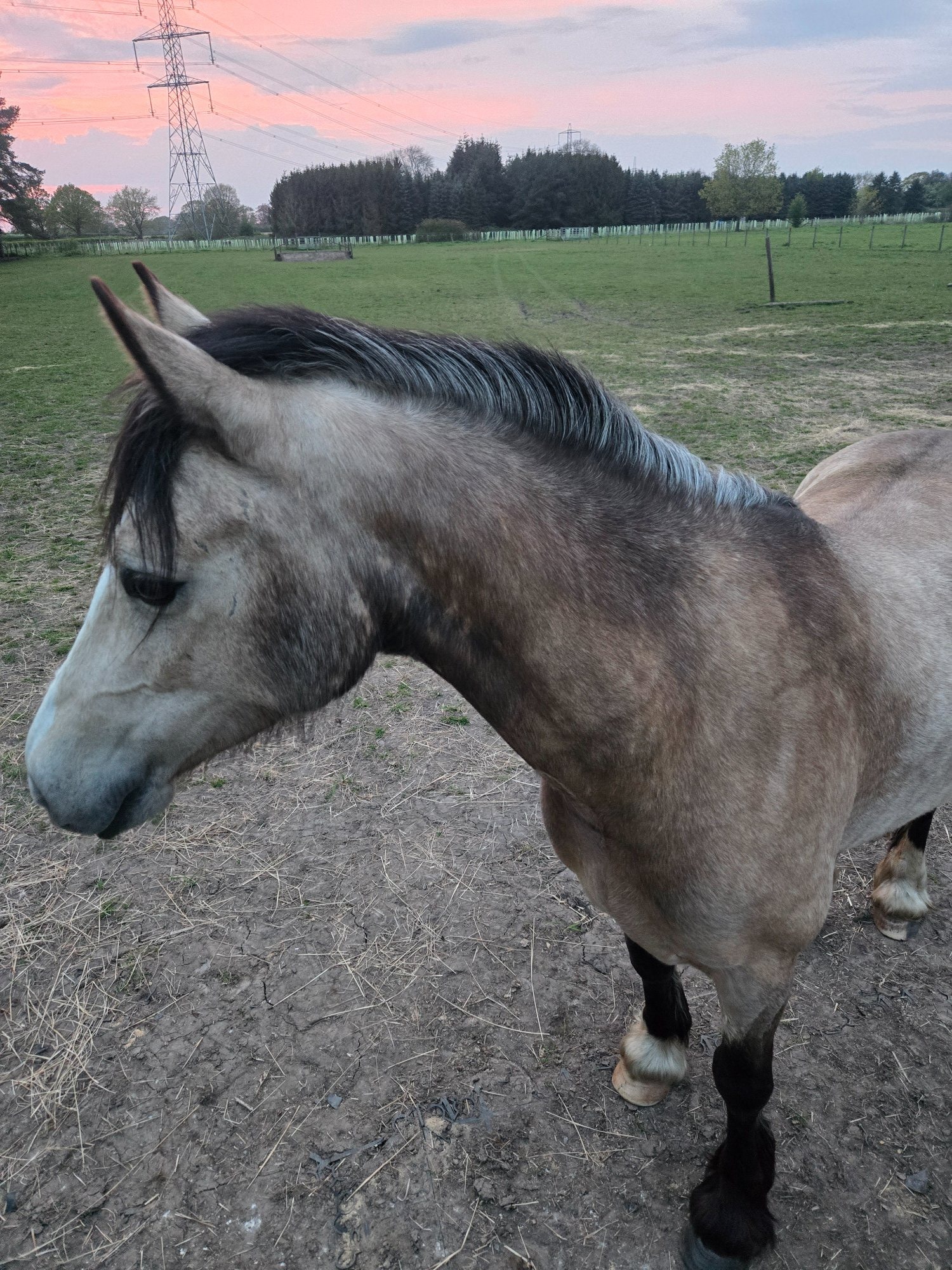 "Baily" Dun Mare All Rounder - All Rounders 