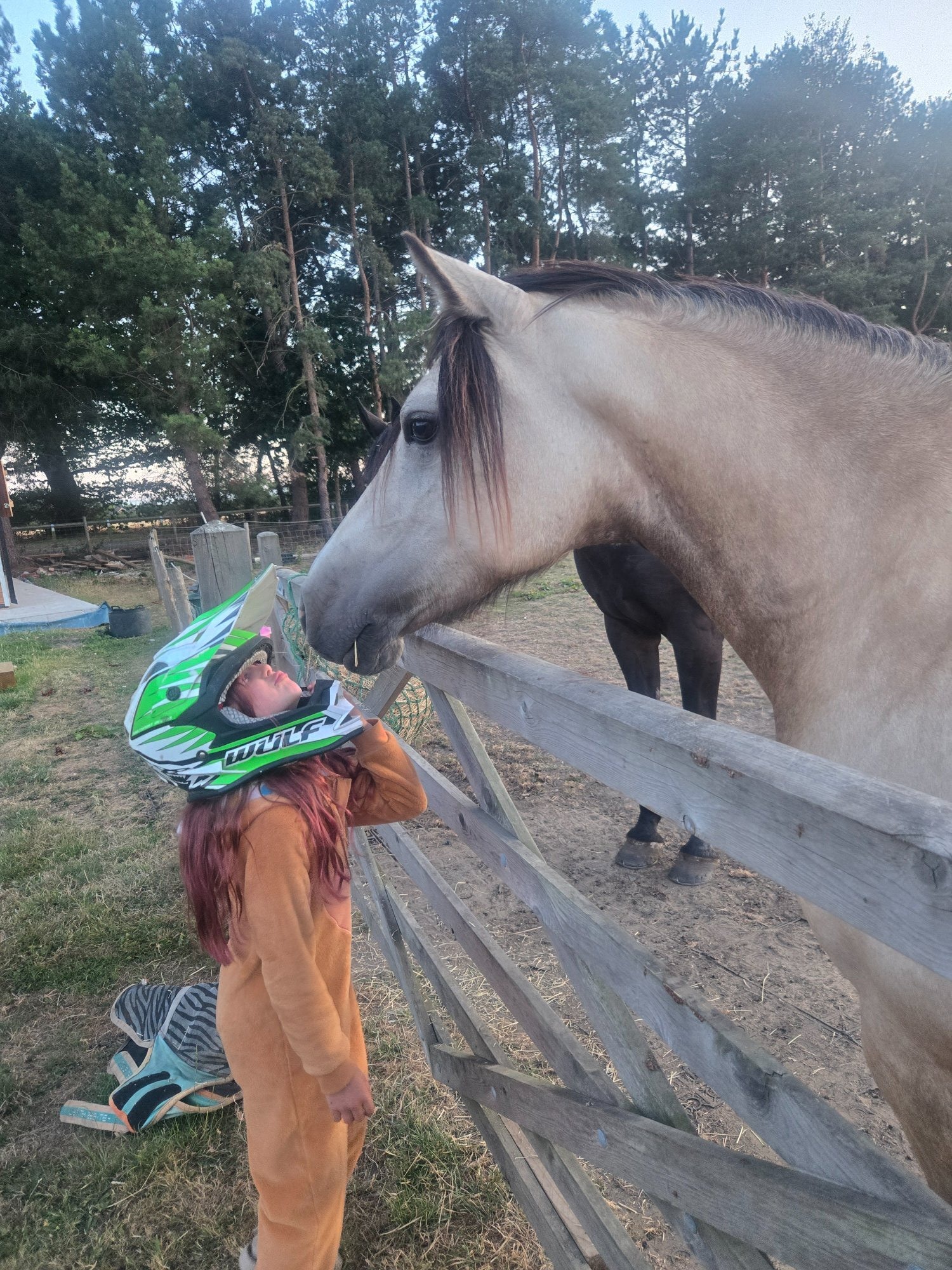 "Baily" Dun Mare All Rounder - 