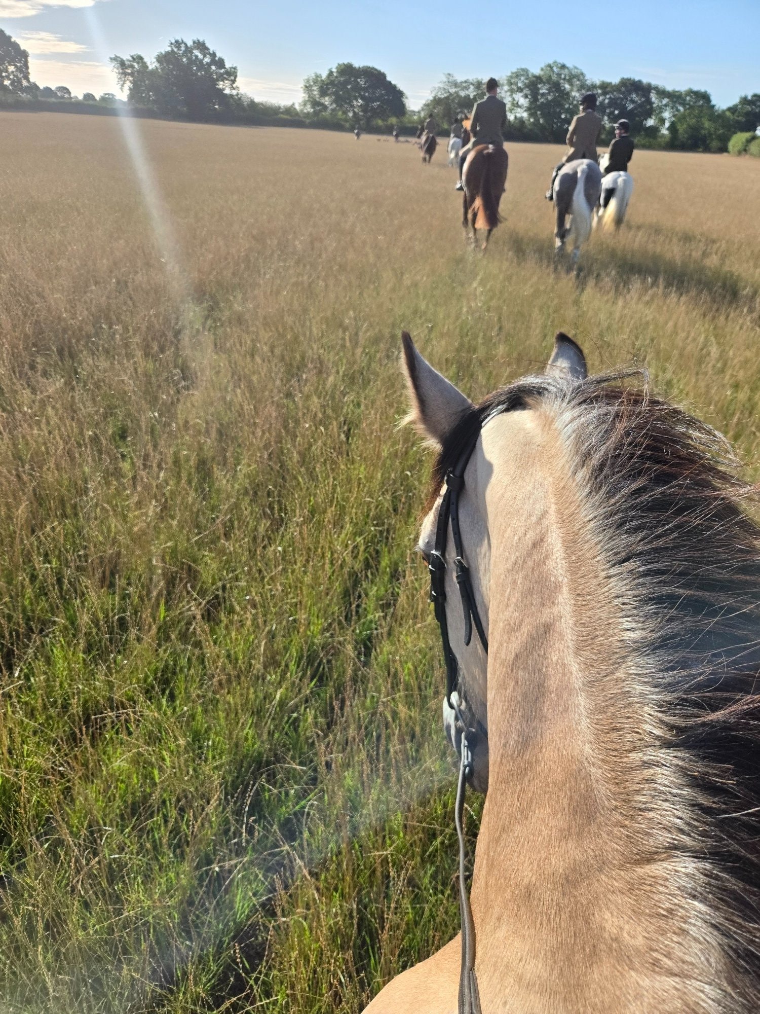"Baily" Dun Mare All Rounder - All Rounders