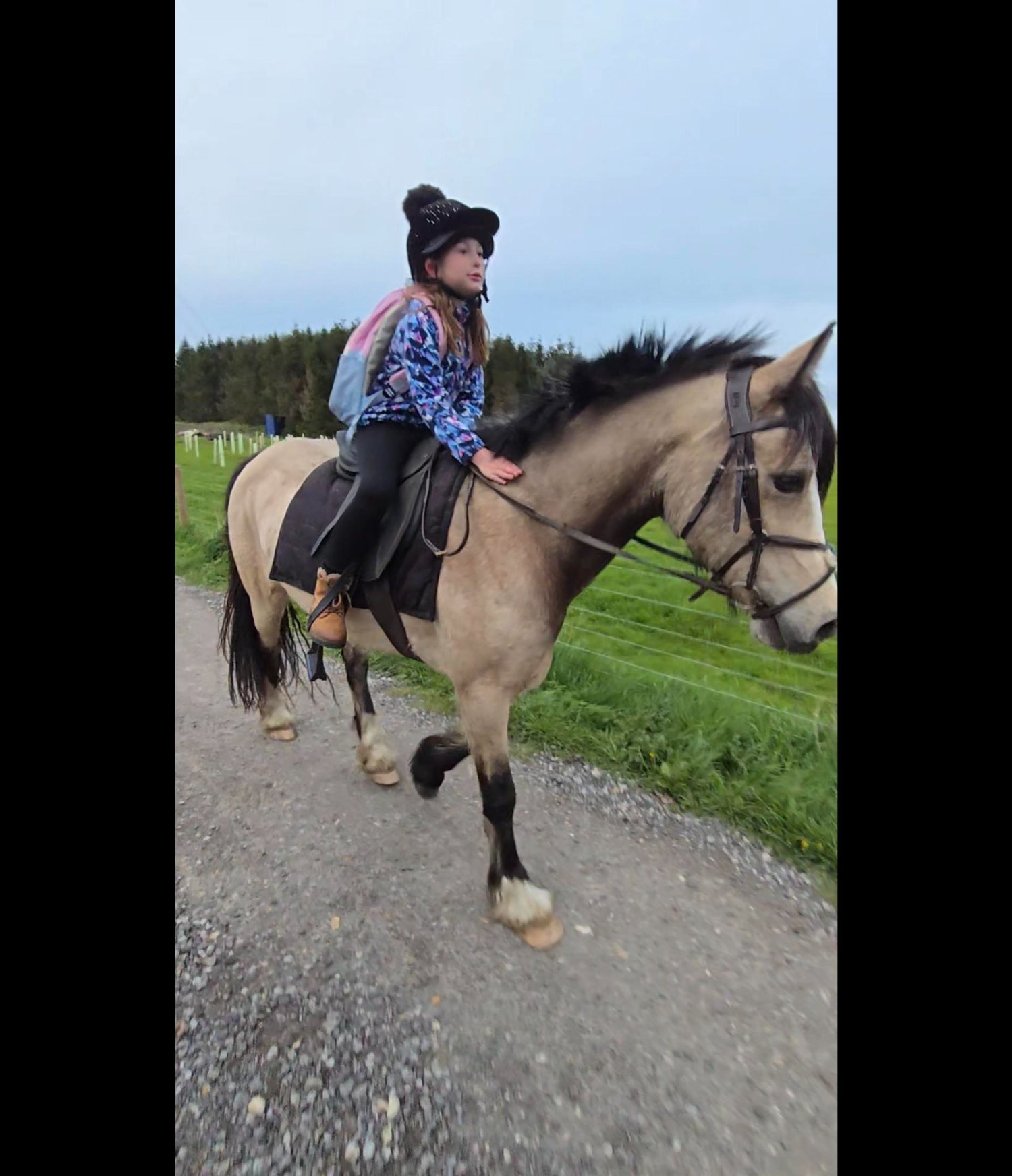 "Baily" Dun Mare All Rounder - All Rounders in 