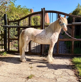"Pinkie" Strawberry Roan Mare Showing Horse