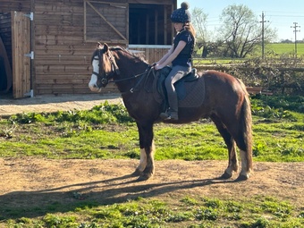 "Whiskey " Liver Chestnut Gelding All Rounder