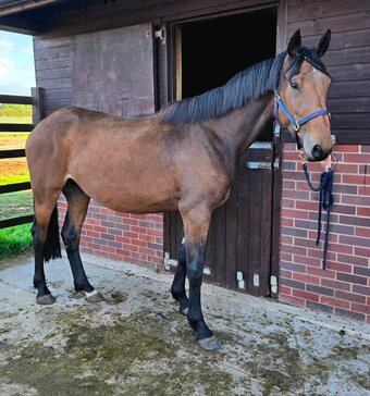"Candy" Bay Mare Young Sport Horse