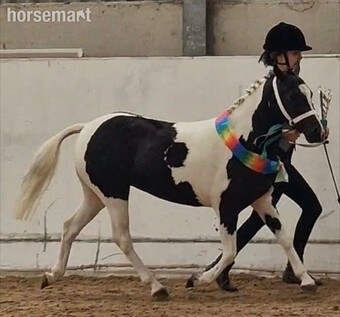 "Tamashka little Charlie girl" Coloured Filly Lead Rein/First Ridden Pony