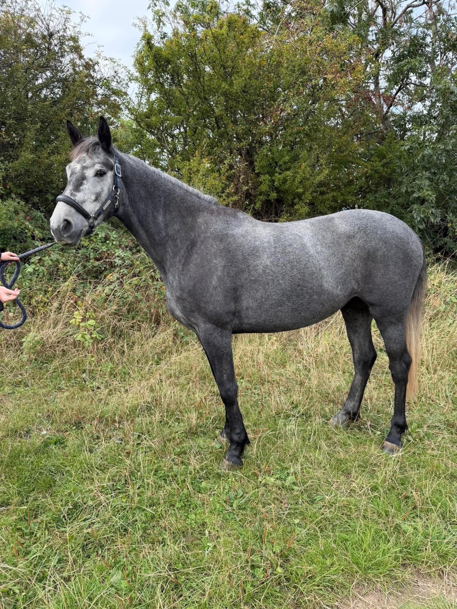 "Orla" Grey Mare Project Horse - Project Horses 