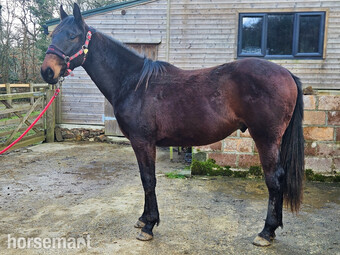 "Minstrel" Bay Gelding Young Sport Horse