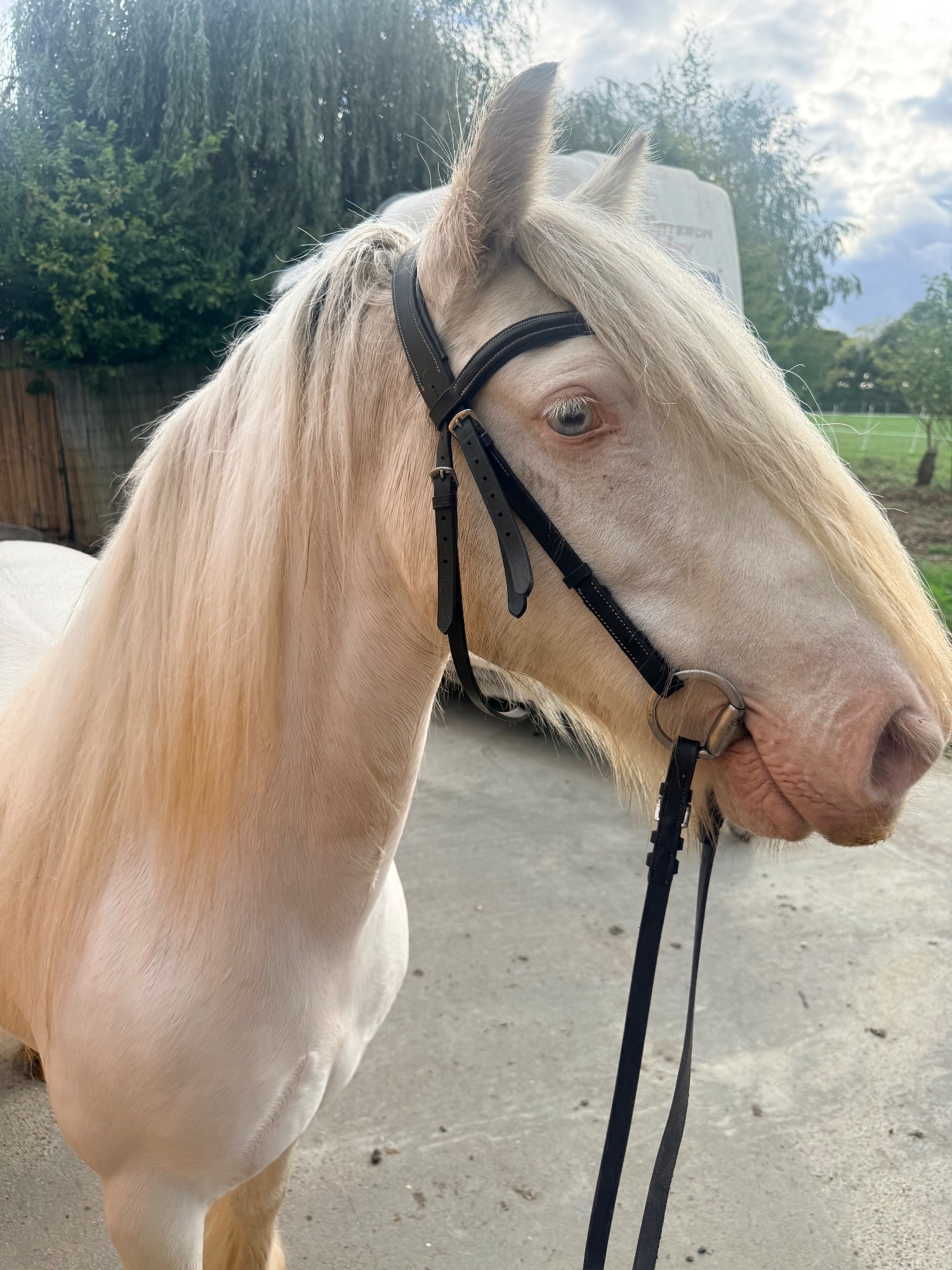 All Rounders  - "Duchess" Cremello Mare All Rounder