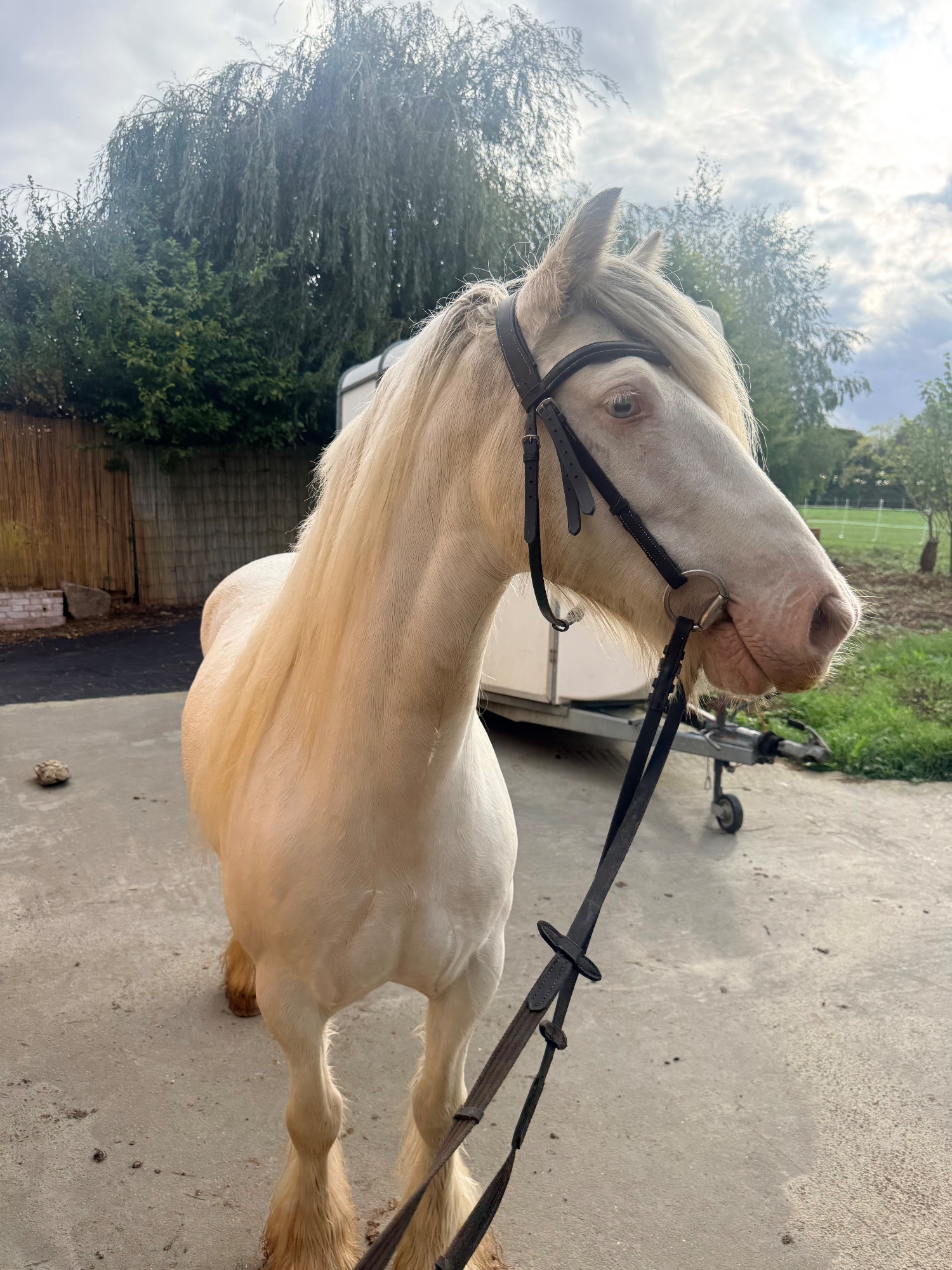 "Duchess" Cremello Mare All Rounder - All Rounders 