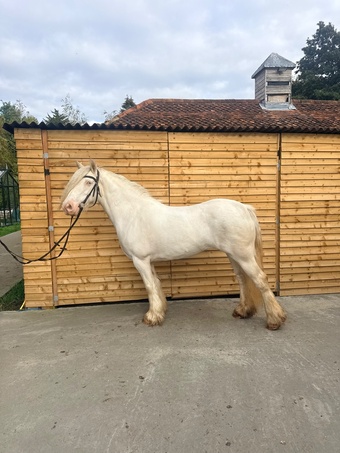 "Duchess" Cremello Mare All Rounder