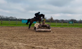 "Reg" Bay Gelding Eventer