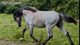 "Bartonhill Diamond Dogs" Grey Gelding Youngstock / Foal