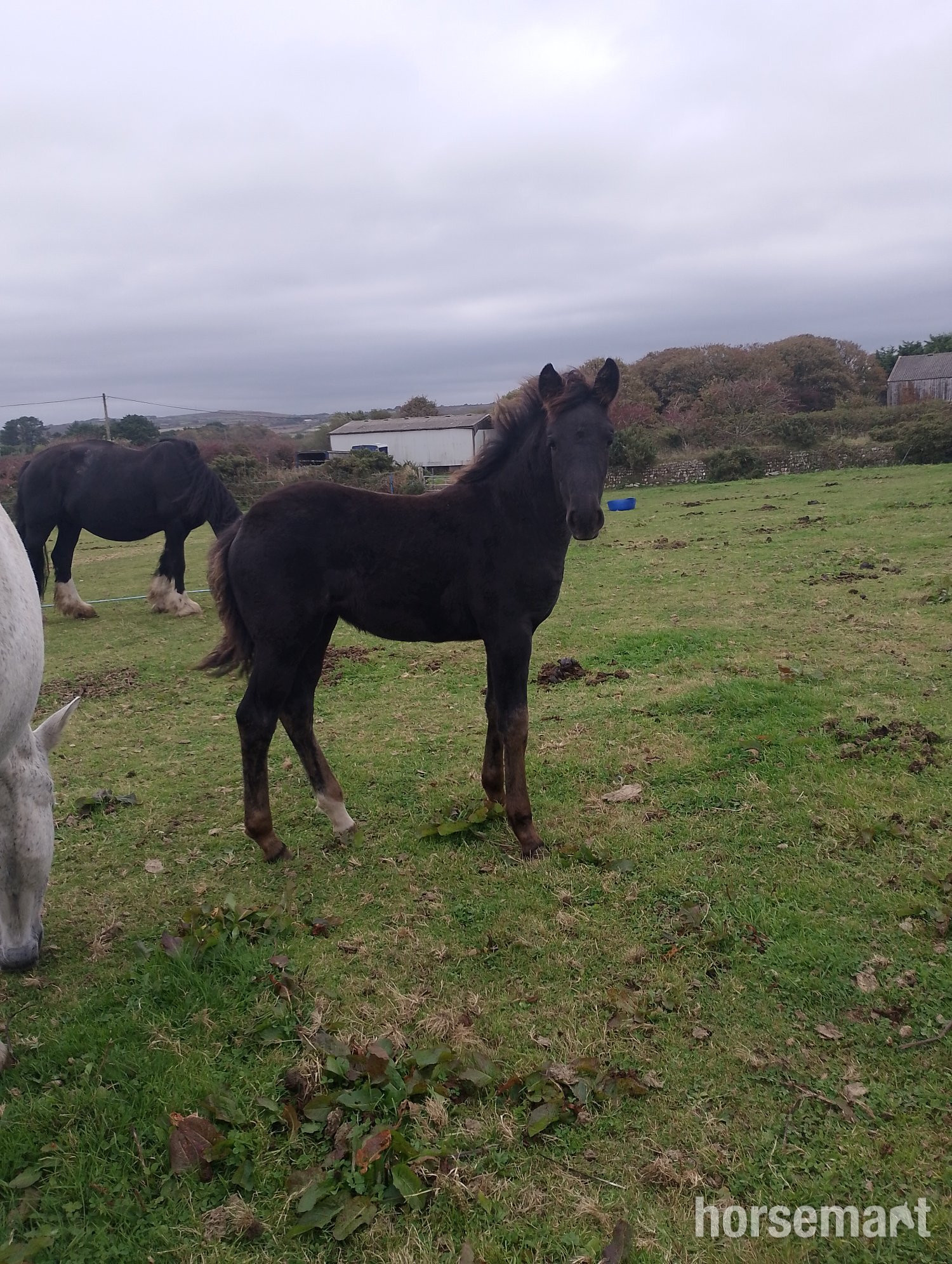 "Raven" Black Filly Youngstock / Foal in 