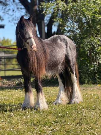 "Baby "  Colt Cob/Heavy Horse