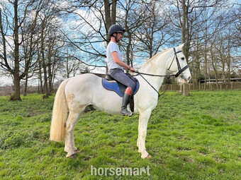"Blue" Blue & White Gelding All Rounder