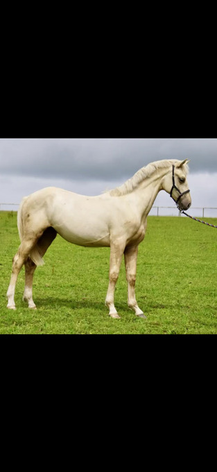 "Springtyme Al Pachino (“Chino”)" Palomino Gelding Youngstock / Foal