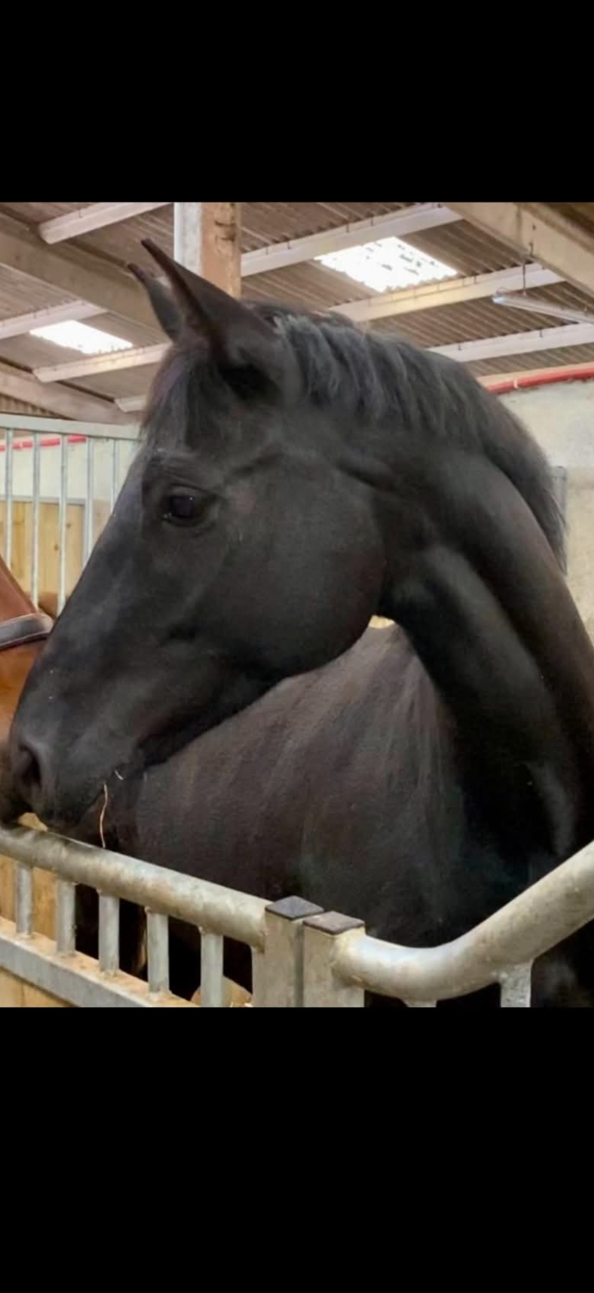 "Springtyme Al Pachino (“Chino”)" Palomino Gelding Youngstock / Foal