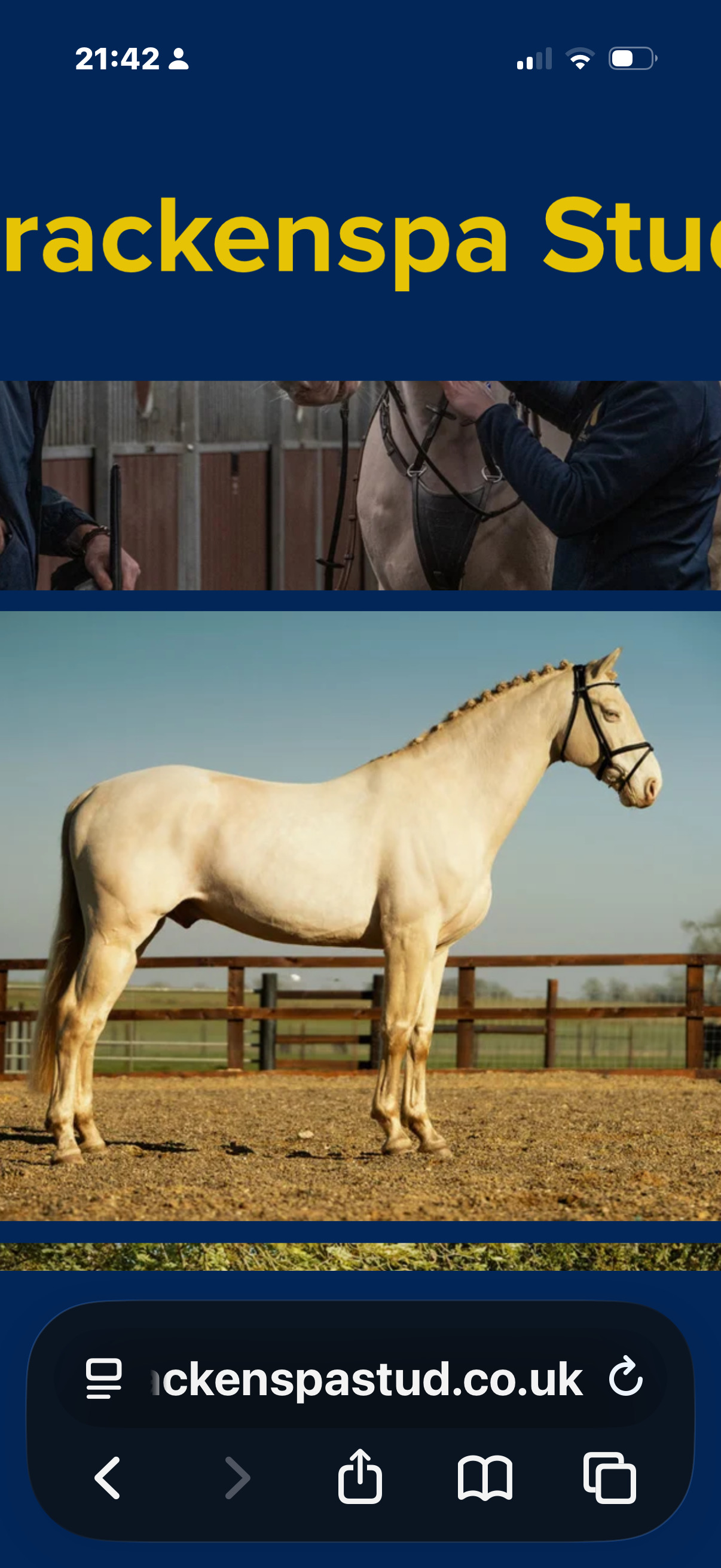 "Springtyme Al Pachino (“Chino”)" Palomino Gelding Youngstock / Foal 