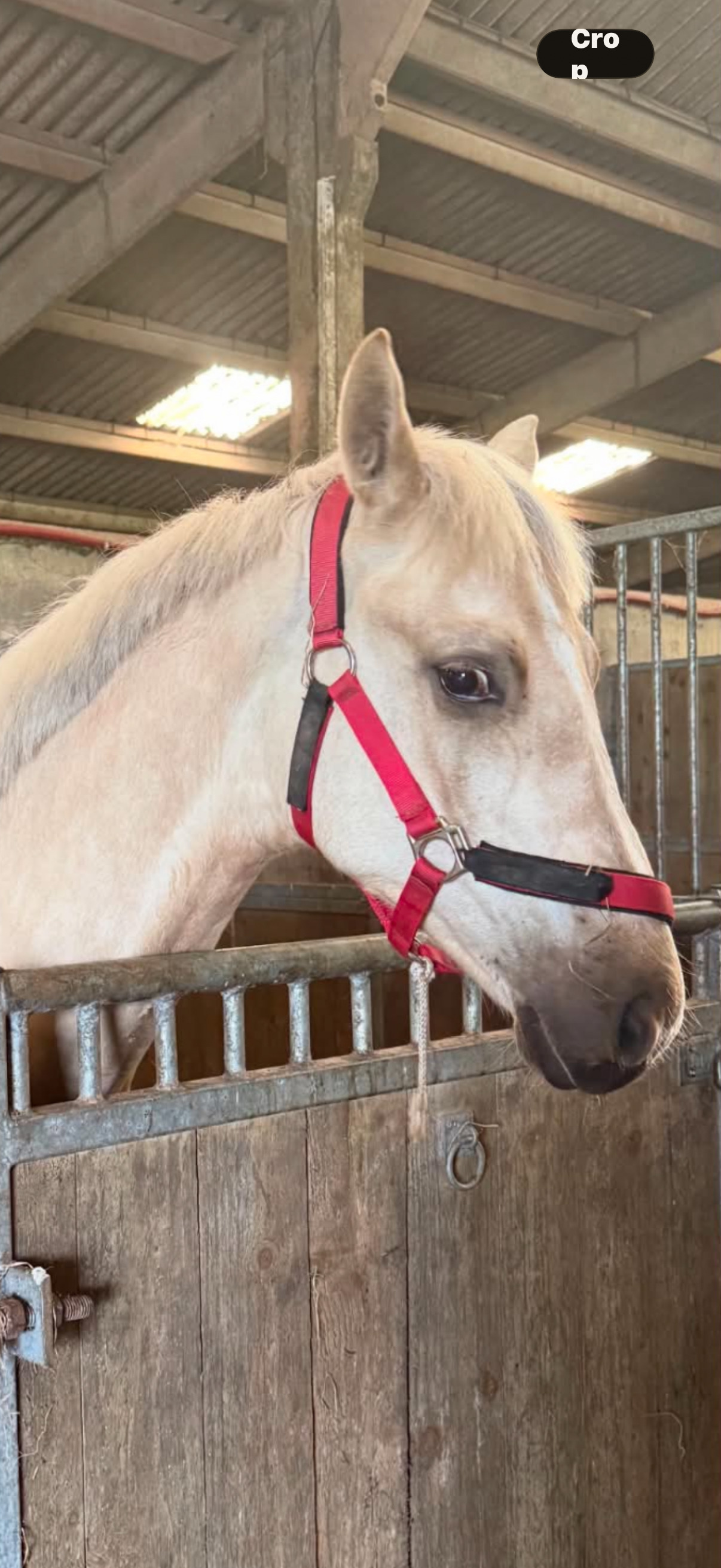 Youngstock and Foals  - "Springtyme Al Pachino (“Chino”)" Palomino Gelding Youngstock / Foal