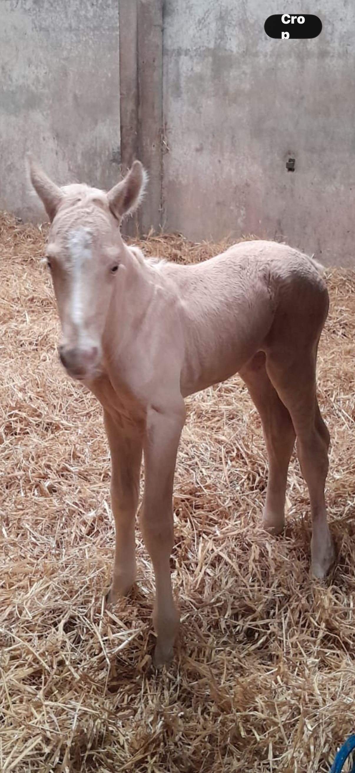 "Springtyme Al Pachino (“Chino”)" Palomino Gelding Youngstock / Foal - Youngstock and Foals