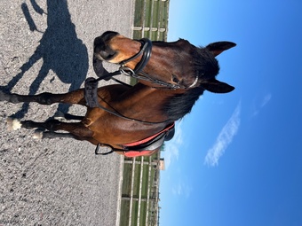 "Cooper" Bay Gelding Show Jumper