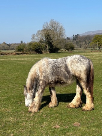 "WG Lady Grey" Filly Cob/Heavy Horse