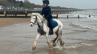 "Almalfi" Mare Cob/Heavy Horse