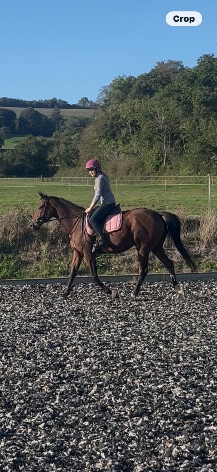 "Midge" Bay Mare Ex Racehorse - 