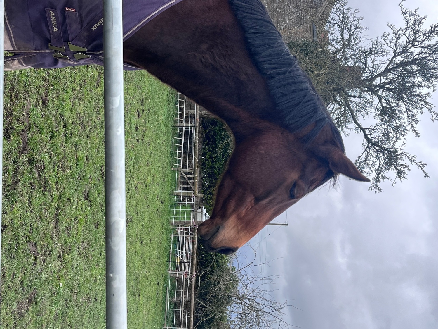 Ex Racehorses  - "Midge" Bay Mare Ex Racehorse