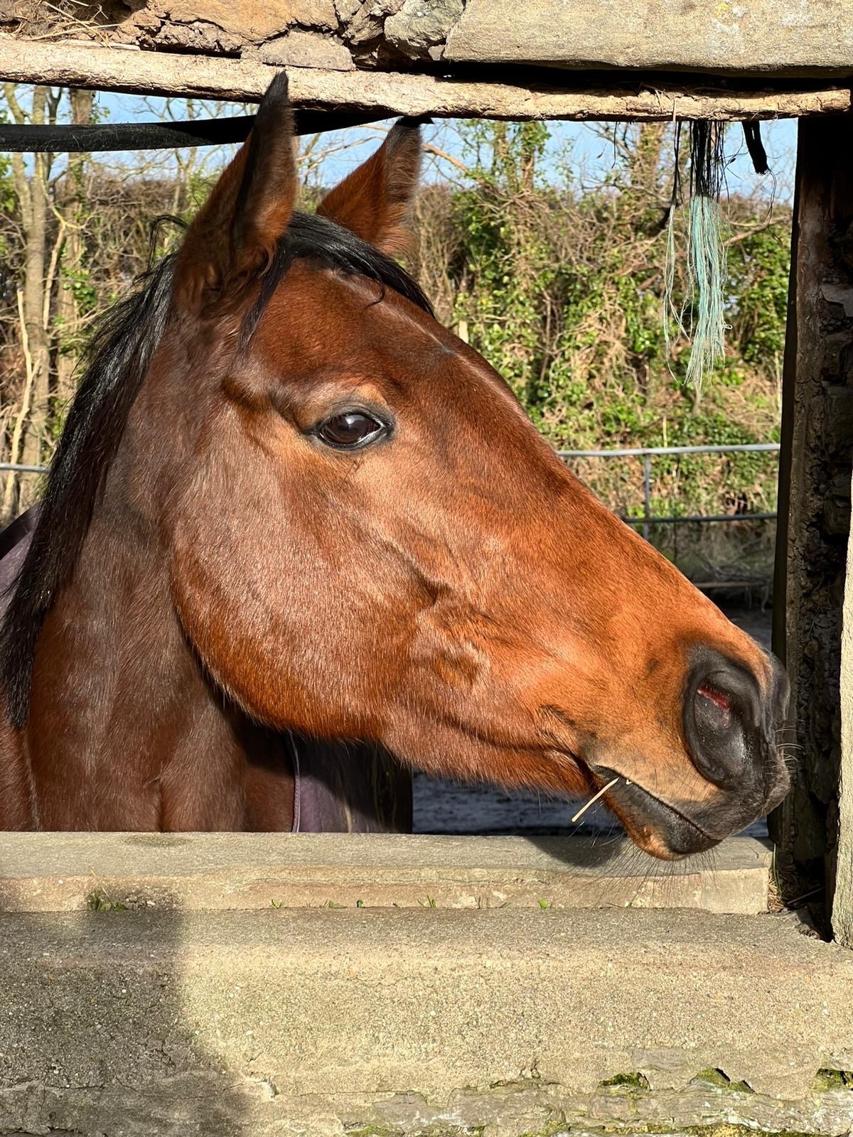 "Midge" Bay Mare Ex Racehorse - Ex Racehorses 