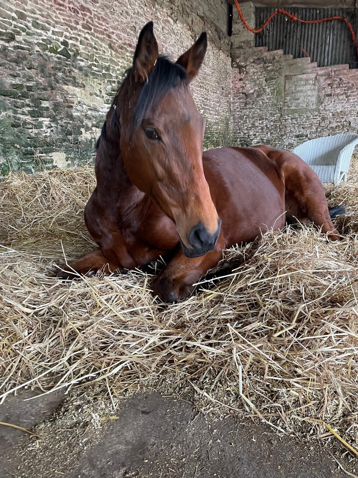 "Midge" Bay Mare Ex Racehorse - Ex Racehorses
